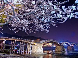 Kintaikyo bridge and cherry blossums