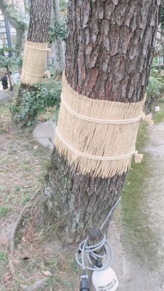 pine tree with komo-maki(straw mat wrapping)