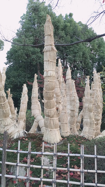 Komo-Maki, a straw wrapping to pine tree