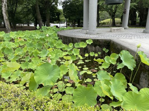 lotus on the pond